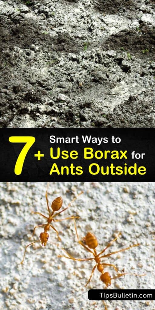 What can peanut butter and cotton balls do for your ant problem? Find out how to permanently kill ants and make homemade ant bait with this list of ways to use Borax for killing ants outside. #borax #killants #outside #ants