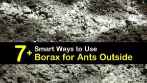 Borax for Ants Outside titleimg1