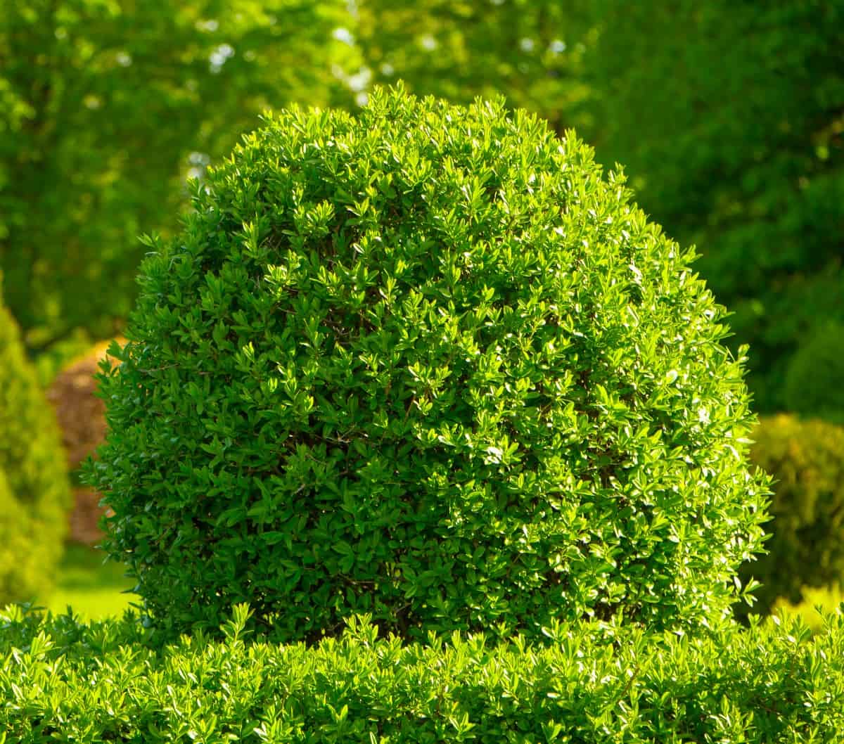 The boxwood is a dwarf evergreen shrub that is easy to care for.