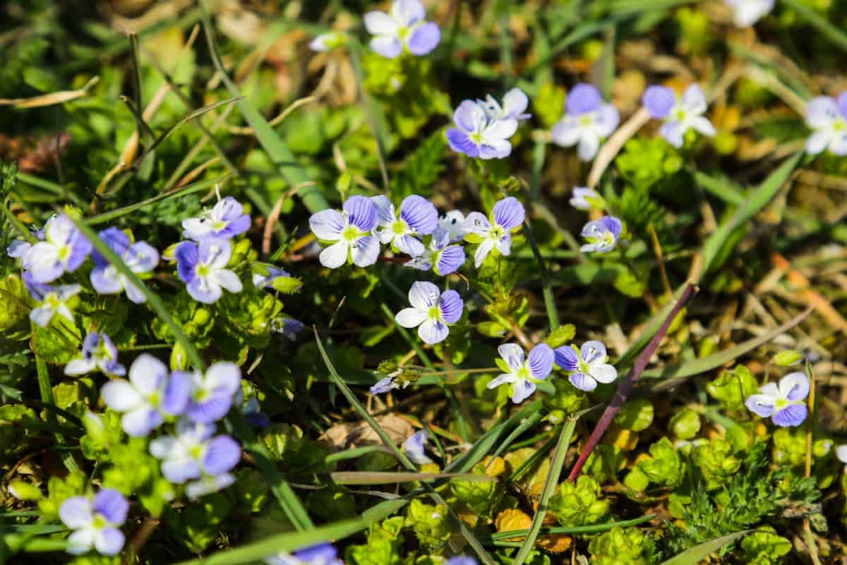 Browallia is an annual with star-like flowers.