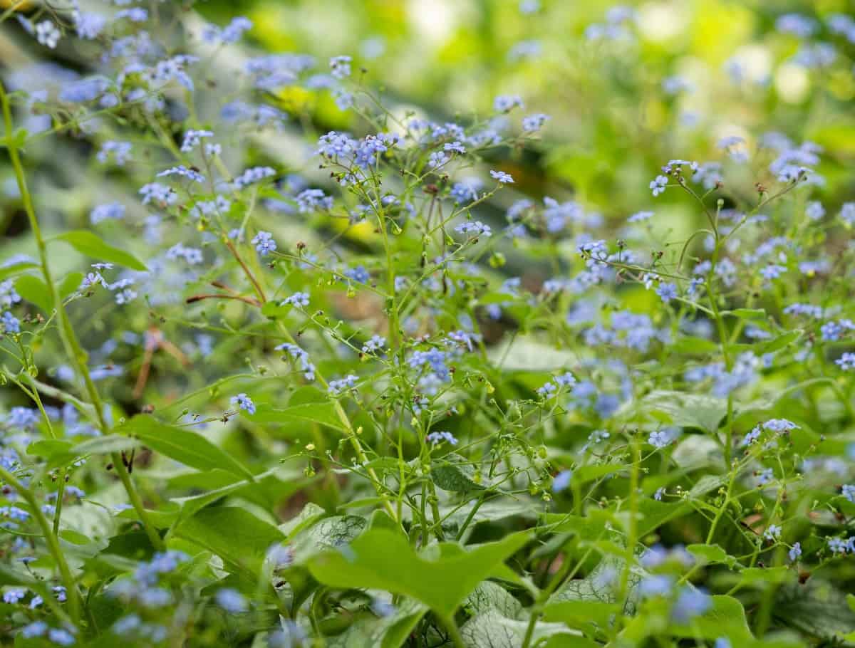 Jack Frost heart-leaf brunnera is also called the false forget-me-knot and makes a great ground cover.