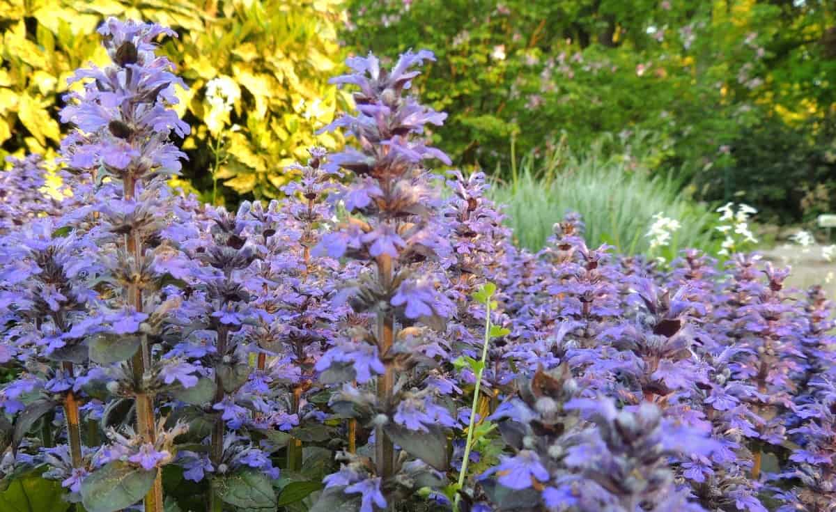 Bugleweed is a fast-growing ground cover perennial.