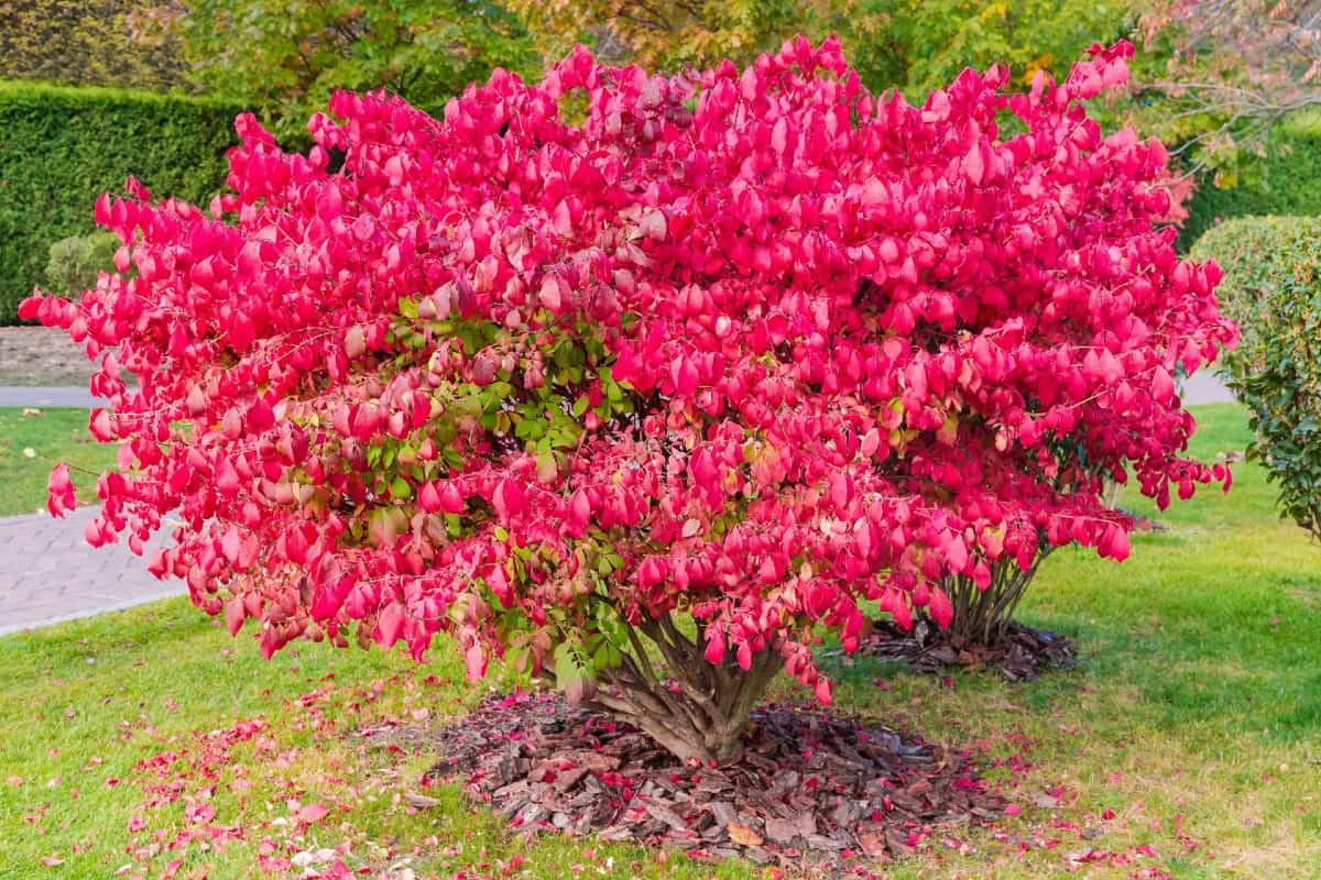 The burning bush is an easy shrub to grow.