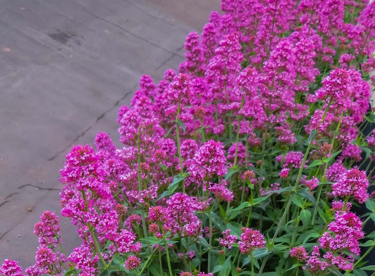 The butterfly bush attracts butterflies and hummingbirds.