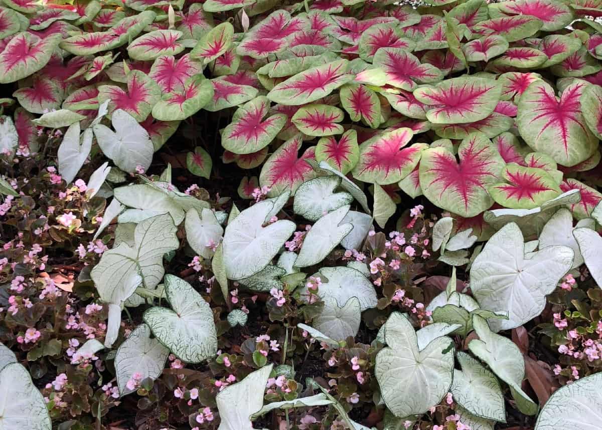 Caladiums look like they were splashed with paint.