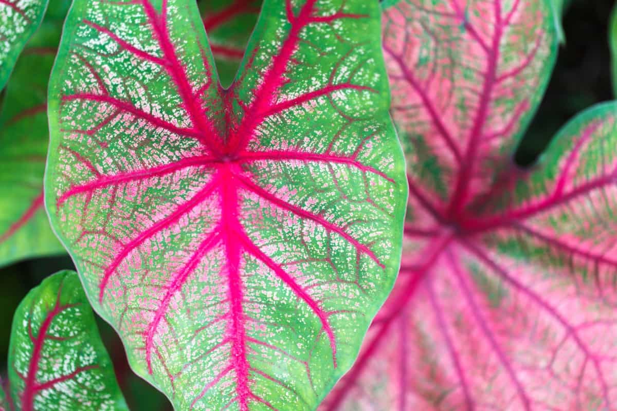 The low-maintenance caladium has impressive leaves in bright colors.