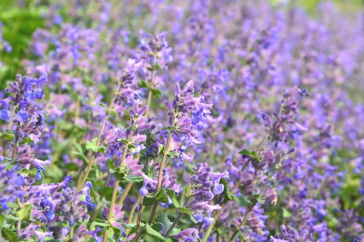 Catmint is a relative of catnip and sports lovely flowers.