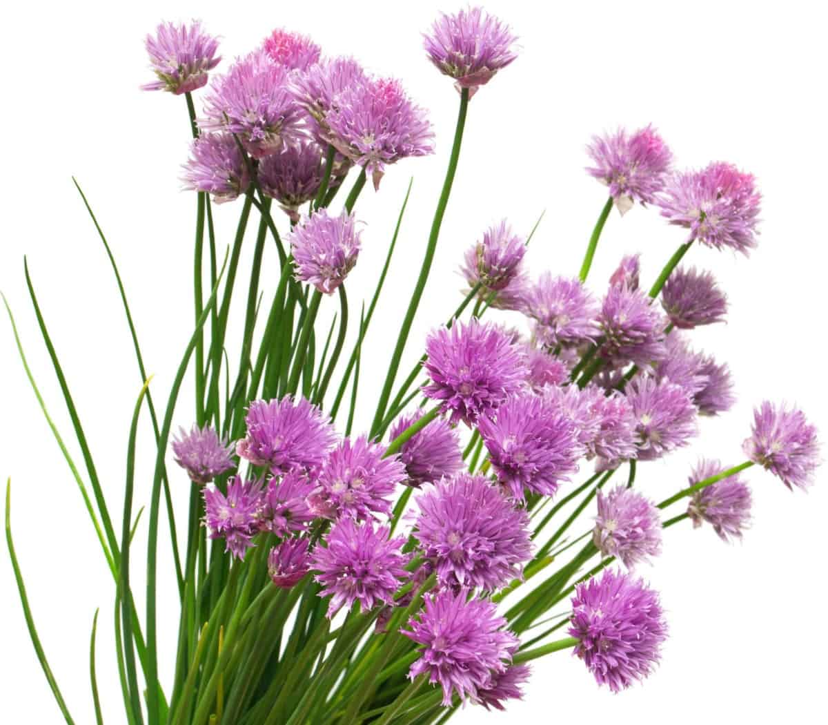 Chives are easy to grow and harvest for cooking.
