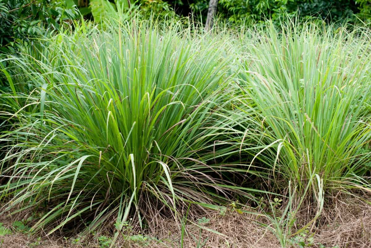 Citronella grass or lemongrass is the ideal mosquito repelling plant.