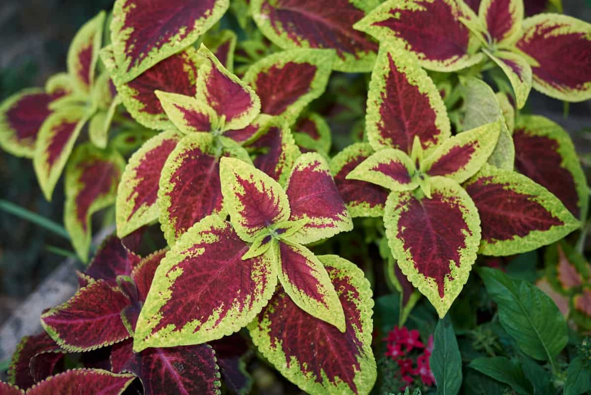 Coleus is best known for its bright colorful foliage that thrives in shady areas.