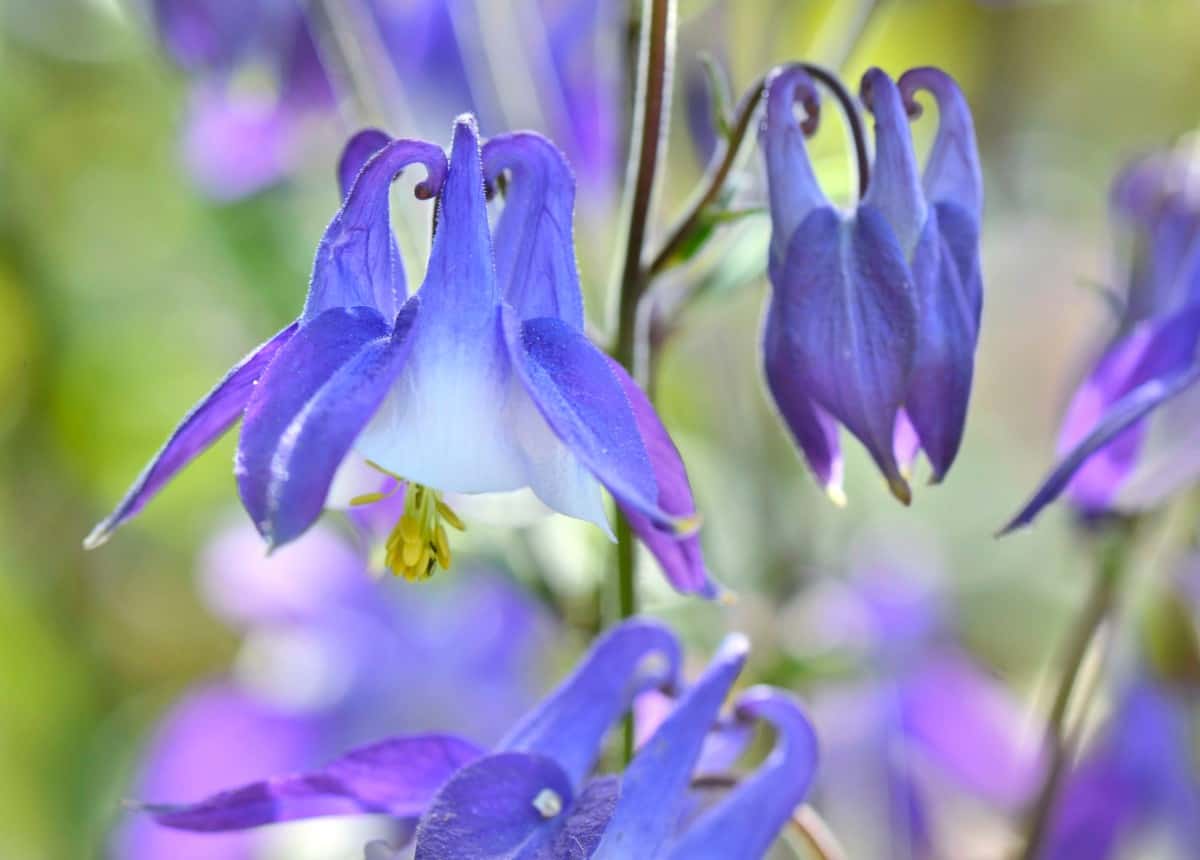 Bluebird columbine is highly attractive to hummingbirds.