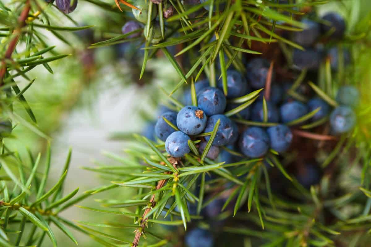 The common juniper is typically used as a privacy screen.