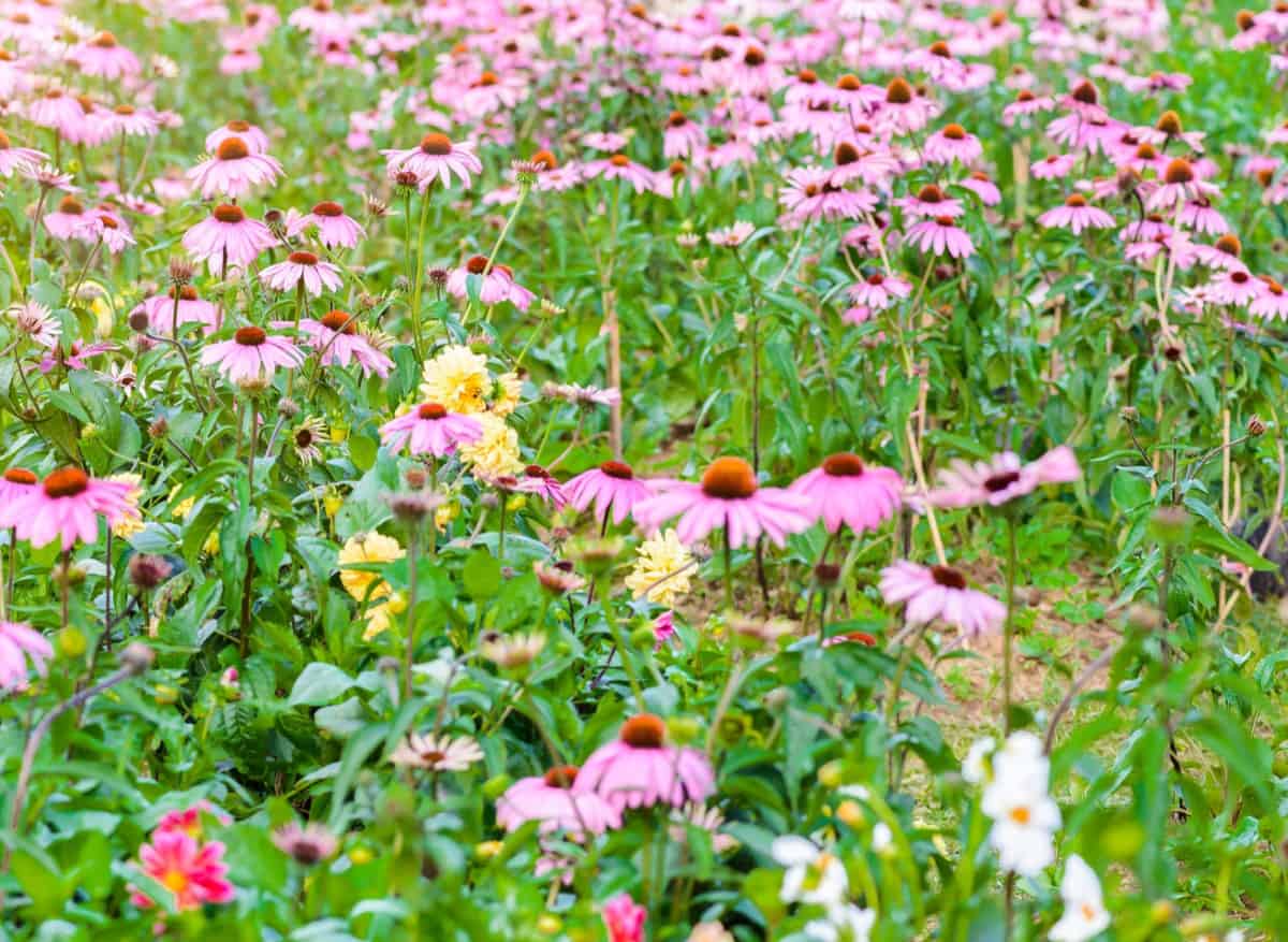 The lovely purple coneflower makes a great addition to any pollinator garden.