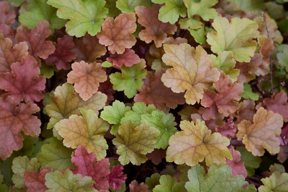 Coral bells is better known for its colorful leaves than its tiny flowers.