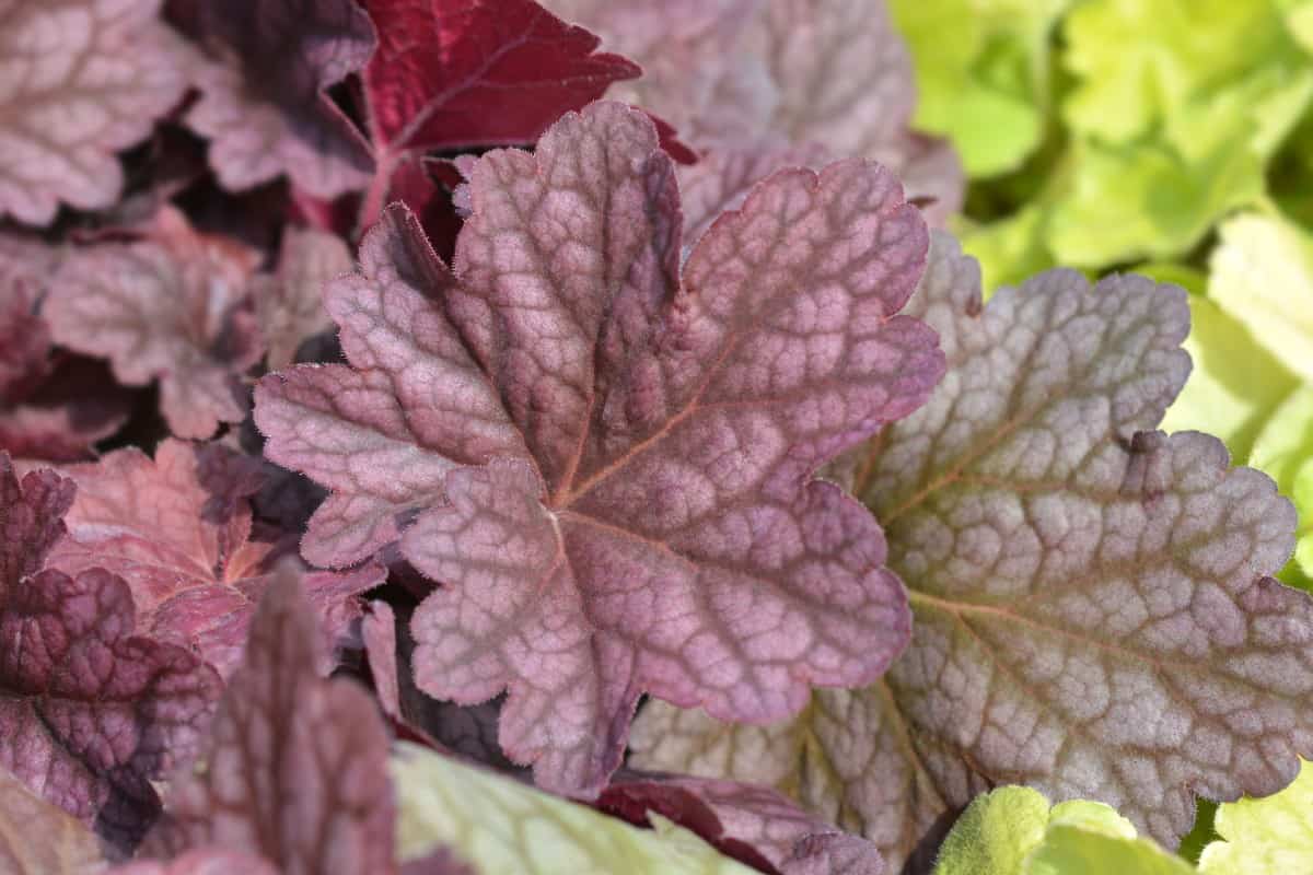 Coral bells is better known for its brightly-colored leaves than its tiny flowers.