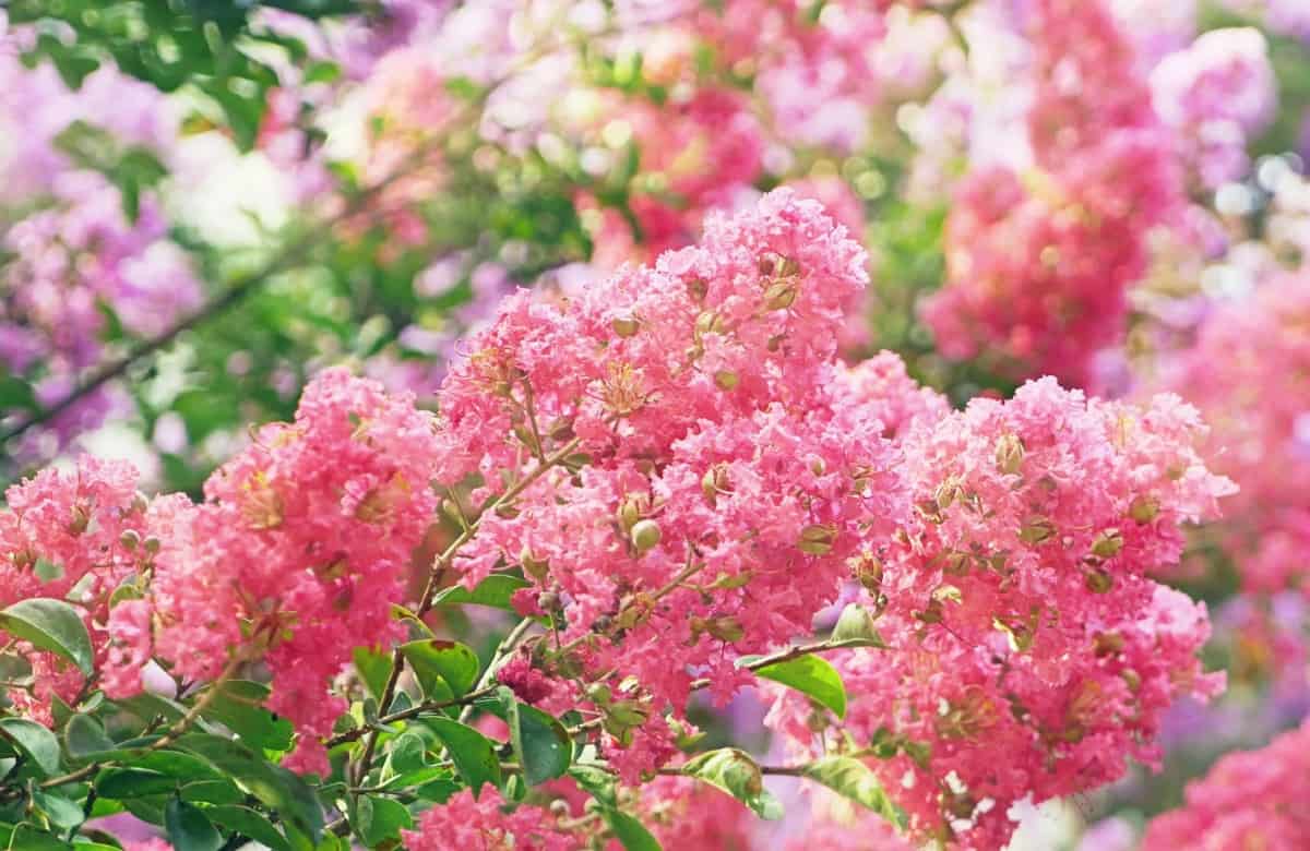To maintain its dwarf size, prune your crape myrtle every year.