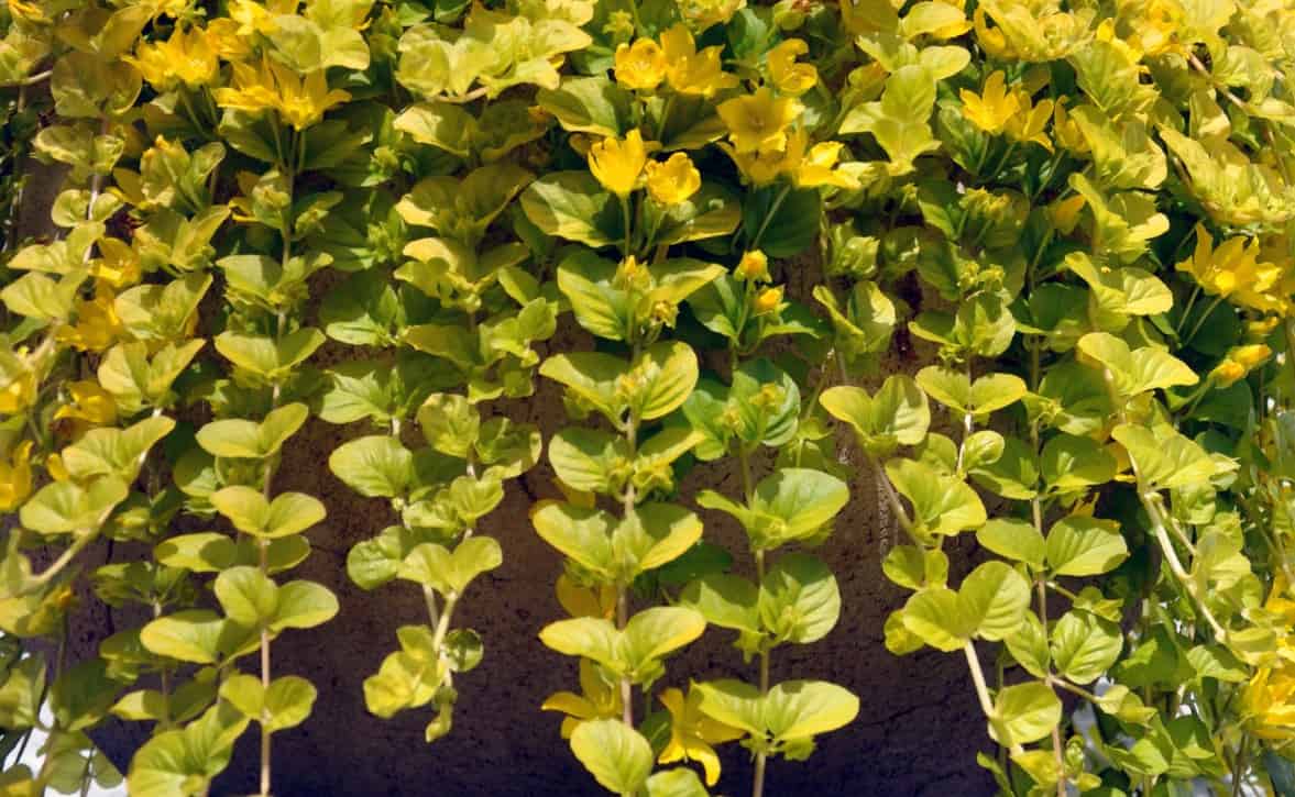 The golden creeping Jenny is a delightful plant that looks great in a pot or window box.