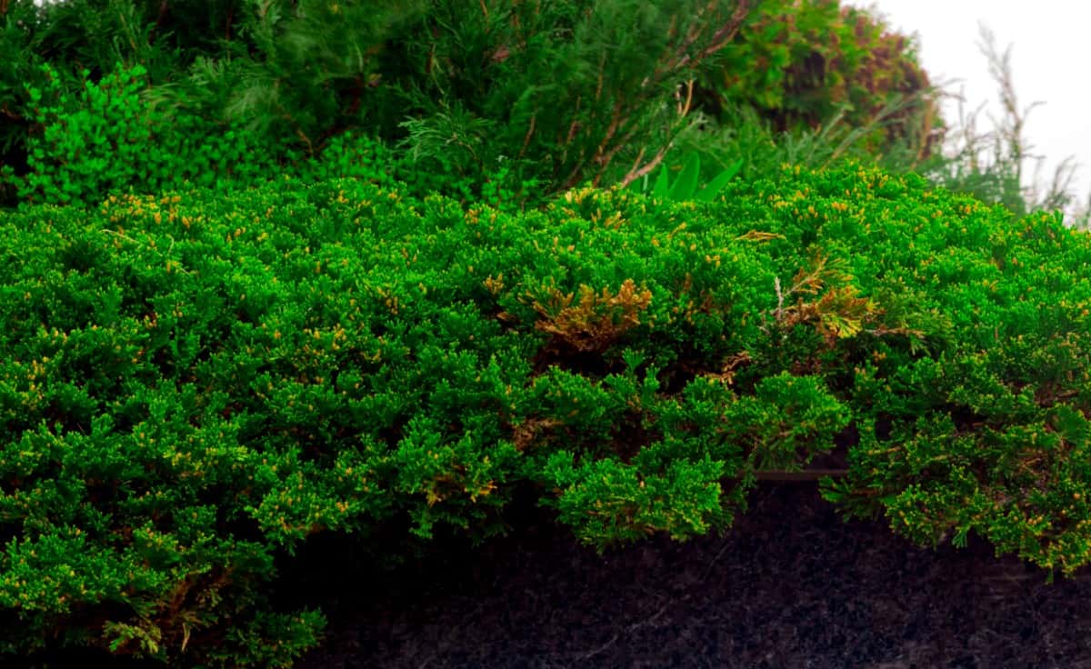 Creeping juniper makes an excellent ground cover shrub.