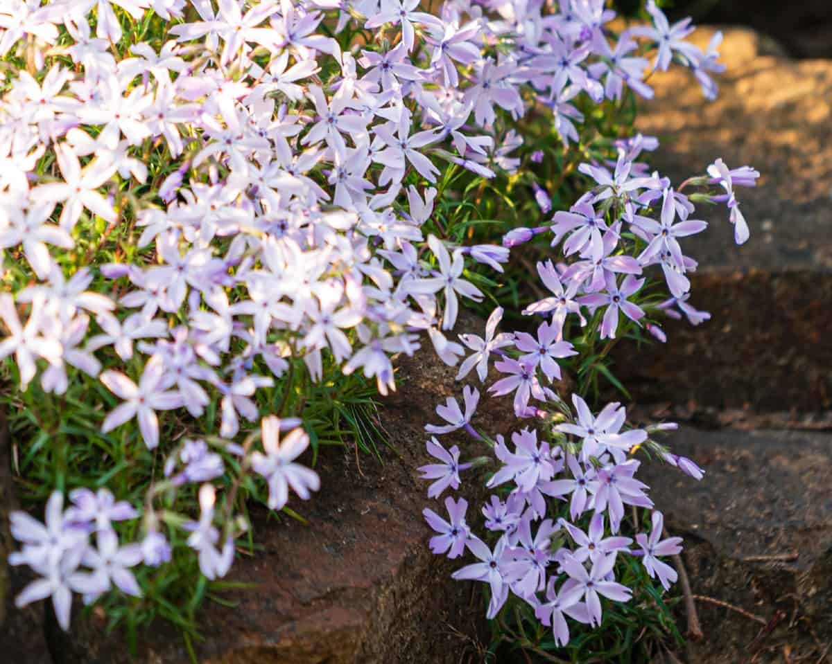 Creeping phlox is an evergreen perennial with needle-like foliage.