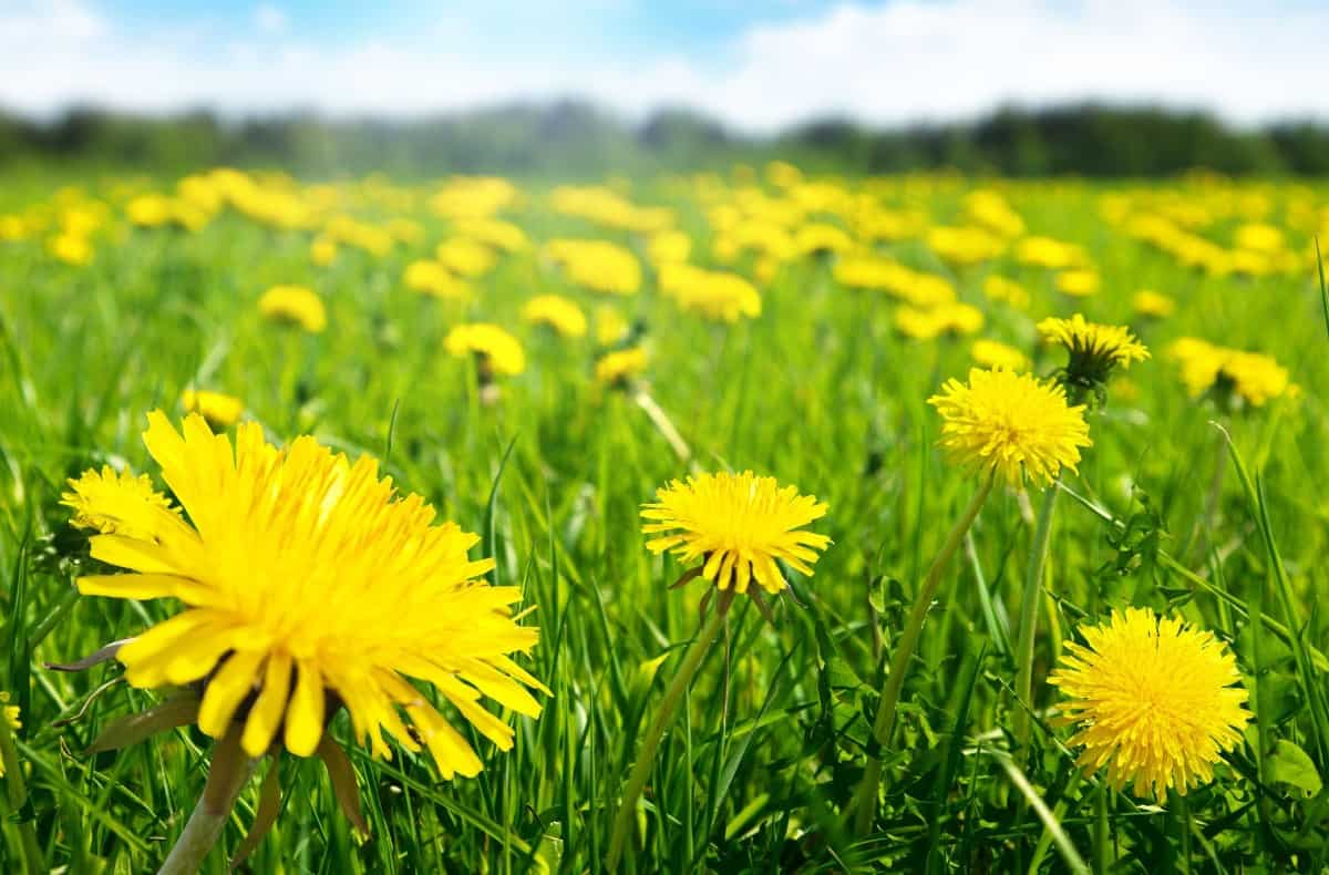 Considered by most to be a weed, dandelions are important flowers for bees.