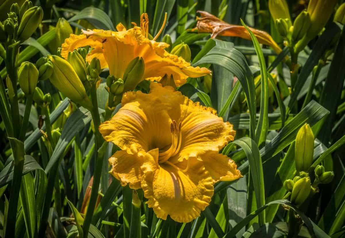 Daylily blooms only last a single day.
