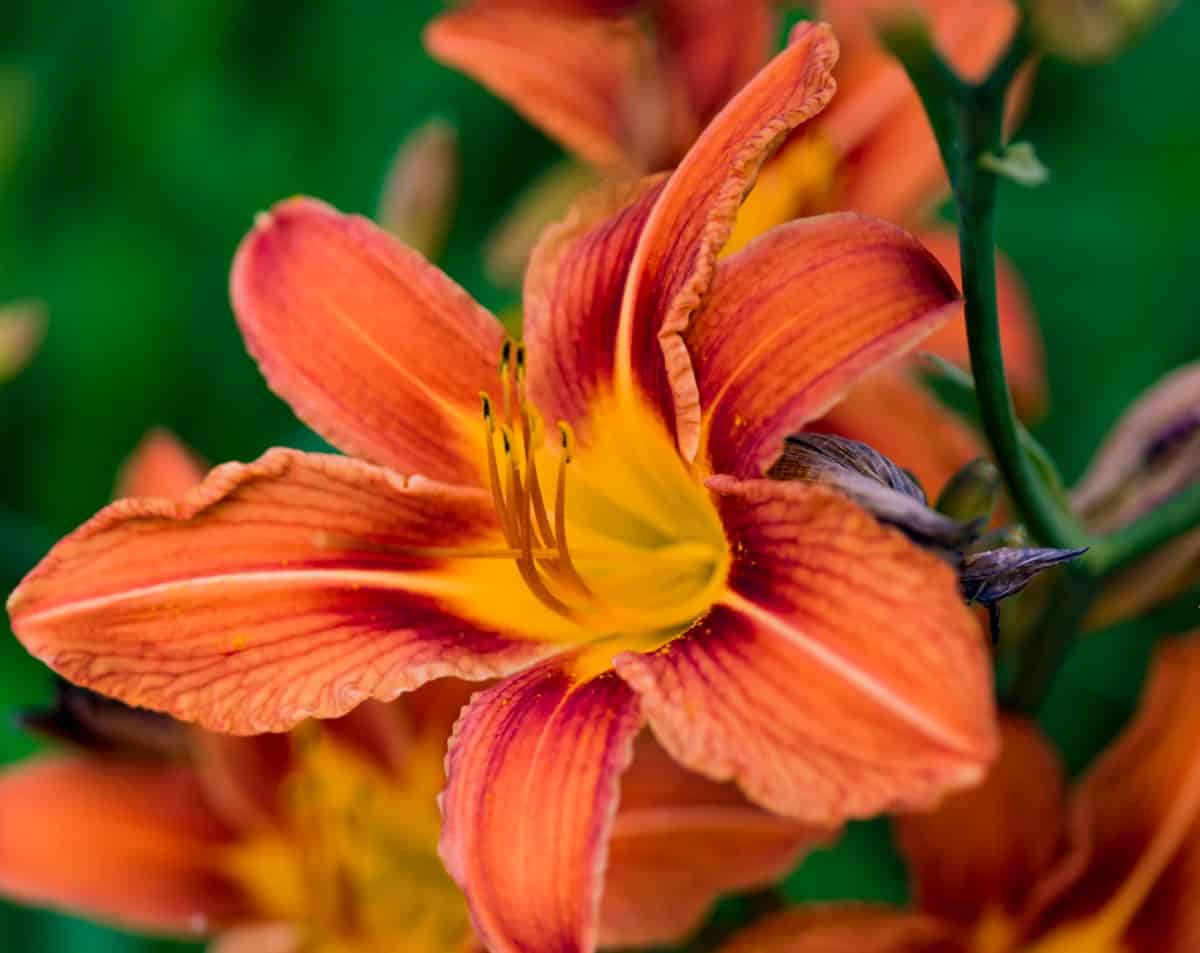 Daylilies need a lot of sun but require little maintenance.
