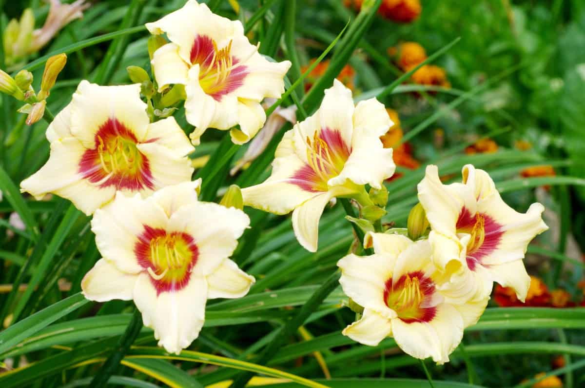 Daylily perennials only bloom for one day.