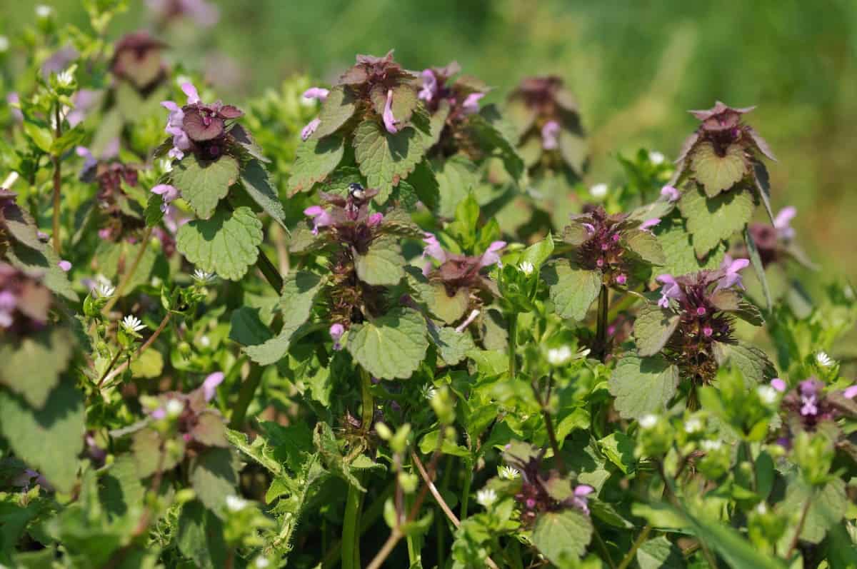 Deadnettle is a perennial that is perfect for erosion control.