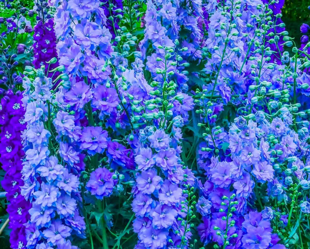 The delphinium is a tall perennial that makes an excellent cut flower.