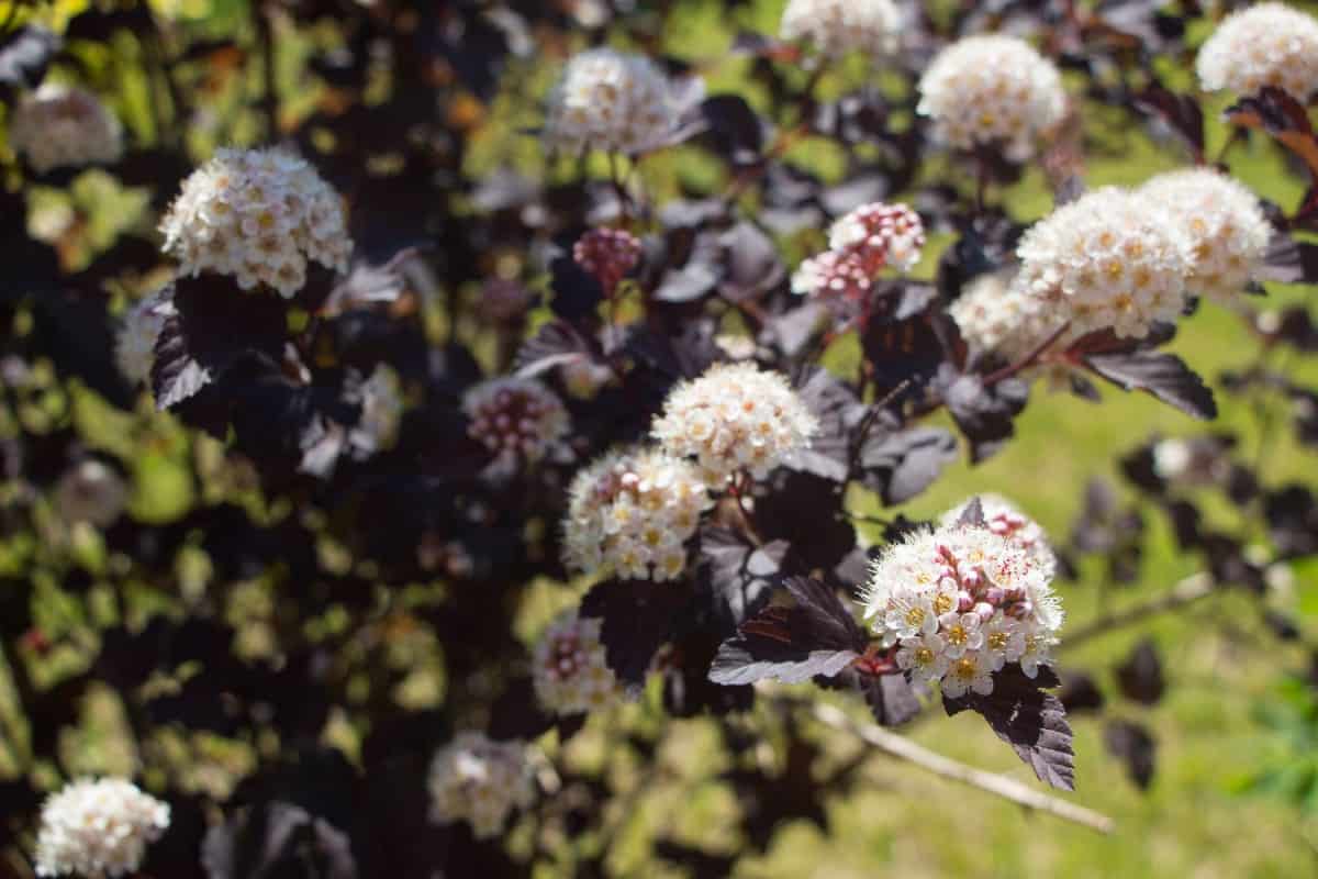 The Diablo ninebark is a very easy to grow shrub.