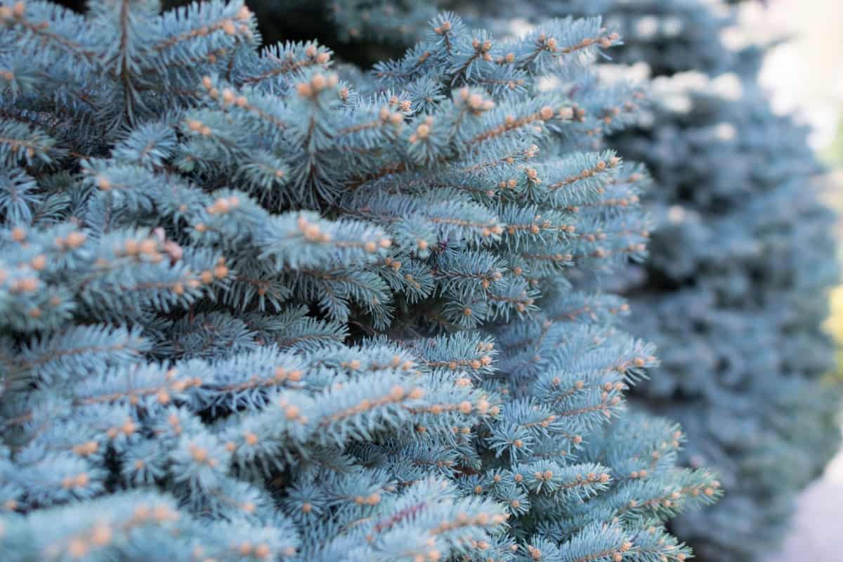 The dwarf globe blue spruce loves sunny, compact areas.