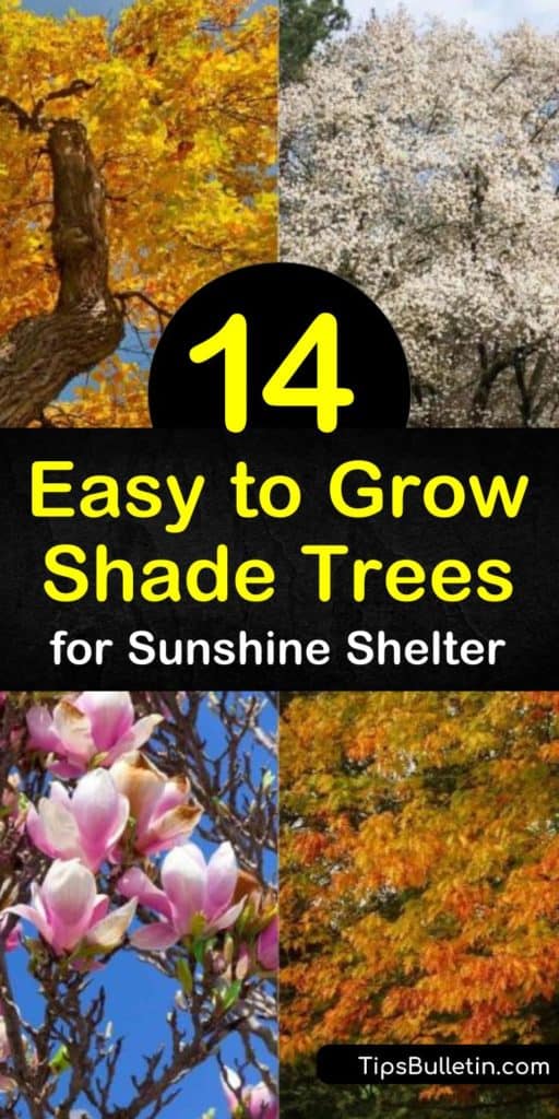 Create summer-time shade and vibrant fall color around your home with fast growing trees. Plant red oak, weeping willow, magnolia, and red maple for spring-time flowers, stunning fall foliage, and shade. #easytogrowshadetrees #shadetrees #trees #shade