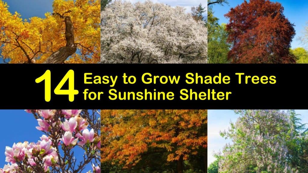 Easy to Grow Shade Trees titleimg1