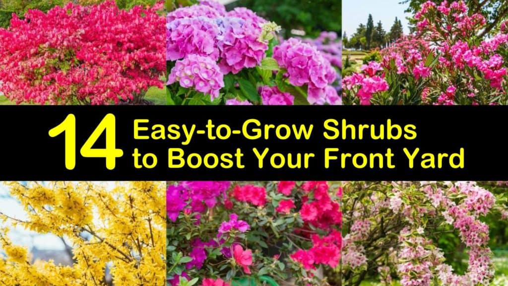 Easy to Grow Shrubs titleimg1