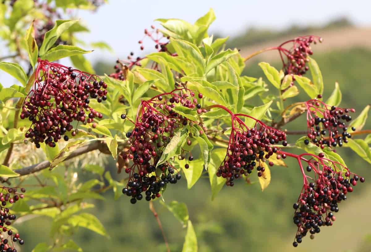 Black beauty elderberry works well as a perennial border shrub.