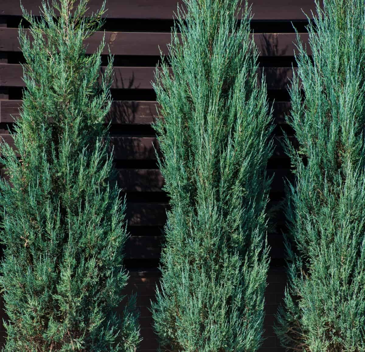 Emerald arborvitae is known for its dense foliage.