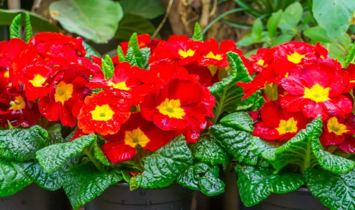 A low maintenance plant, the primrose brings color and texture to any area.