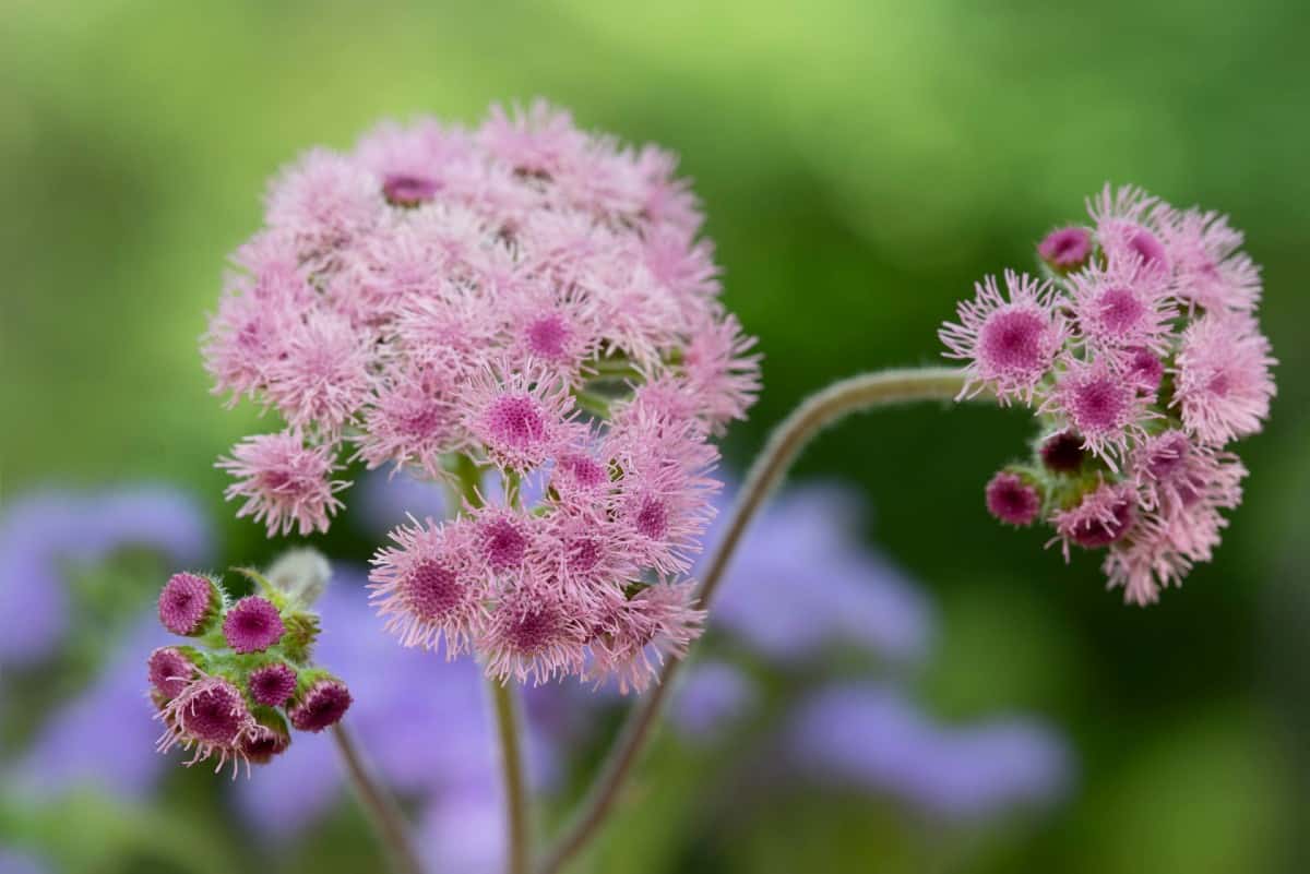 The floss flower has unusual blooms that look like pom poms.