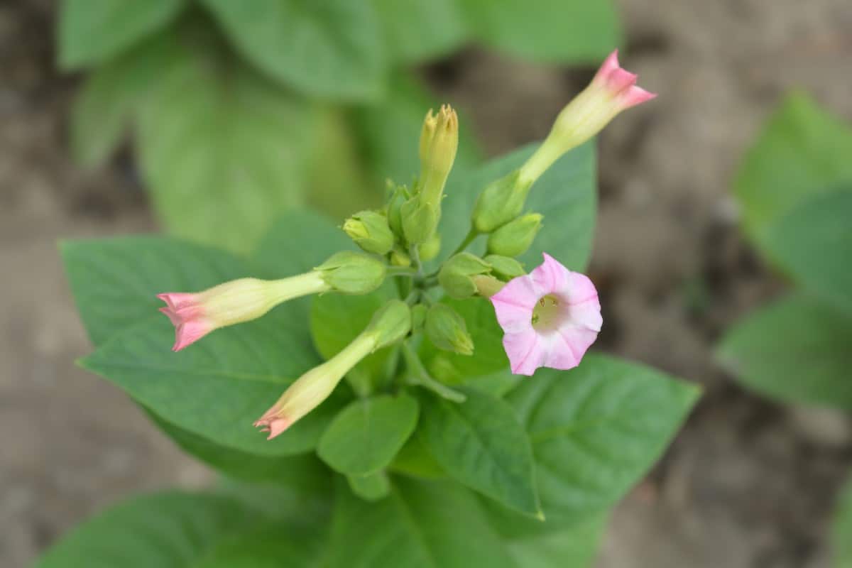 Nicotiana or flowering tobacco is a favorite annual for shade.
