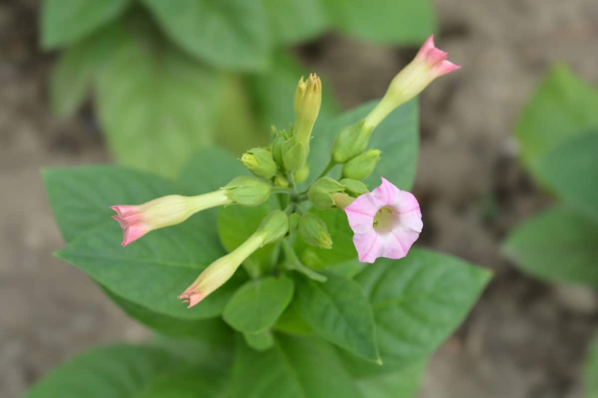 Листья на латыни. 1. Табак душистый - Nicotiana tabacum. Nicotiana tabacum Corojo. Табак розовый цветок. Tabacco Flower.