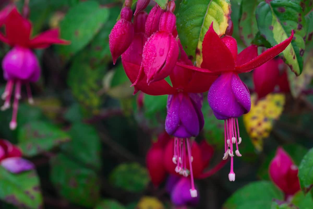 Add fuchsia to a shady garden area to attract hummingbirds.