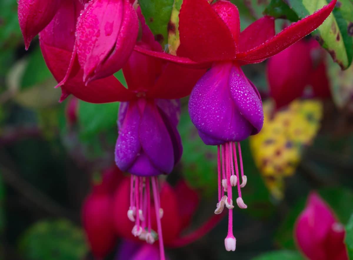 Fuschia is an exotic-looking flower.