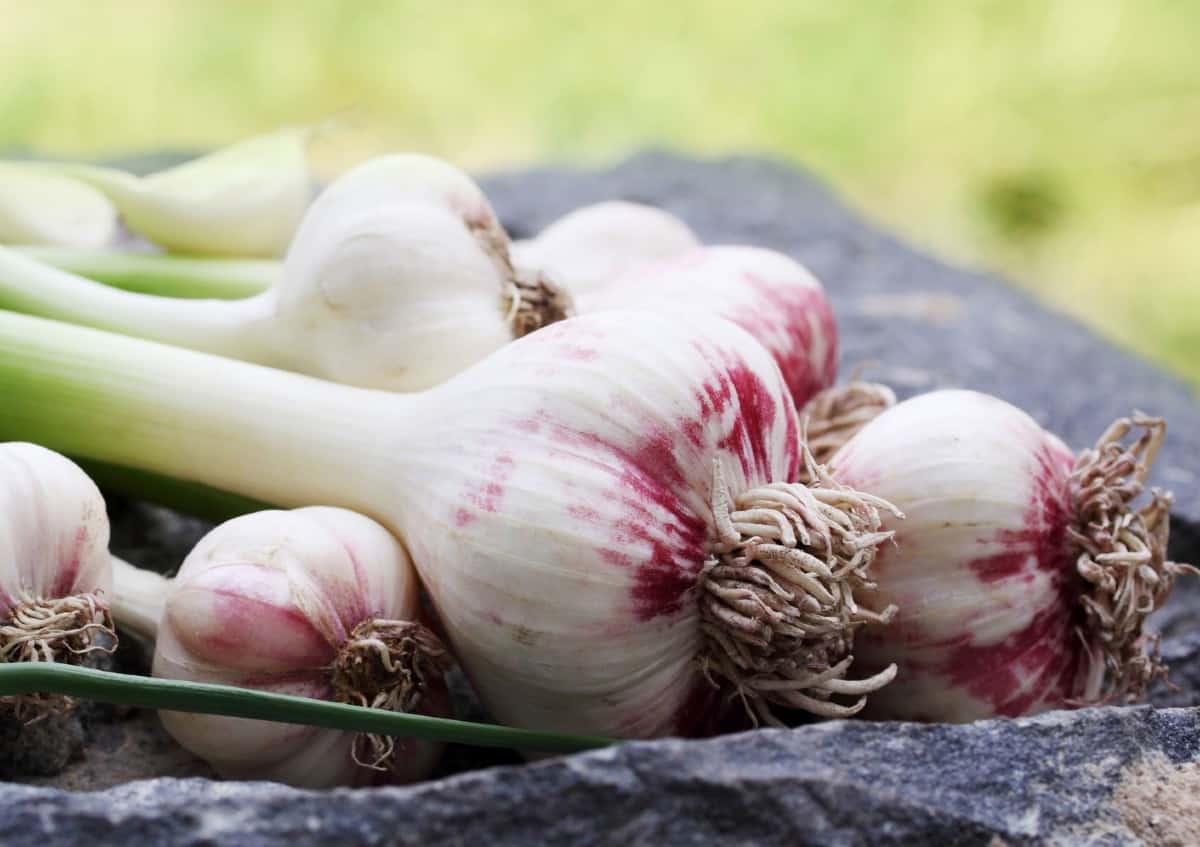 The sulfur compounds in garlic are what repels unwanted insects.