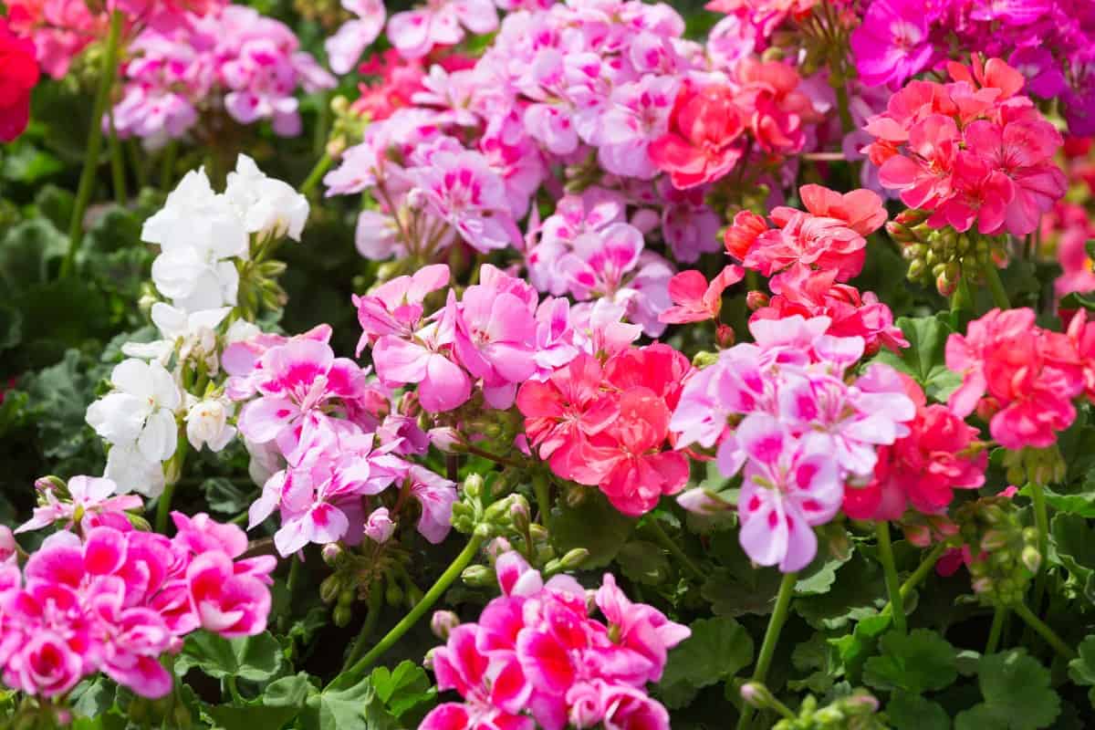 Geraniums are low-maintenance beach flowers.