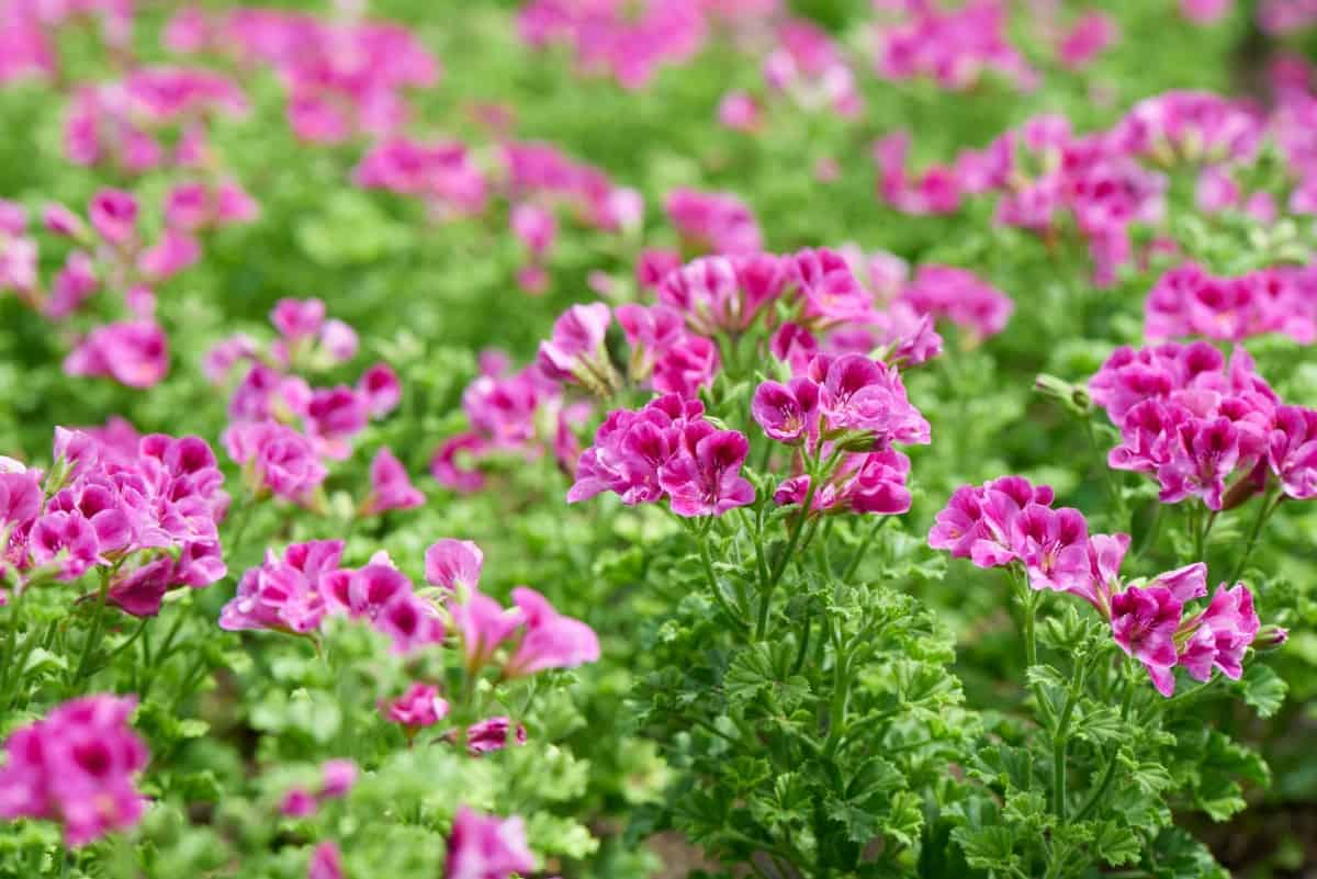 Geraniums are colorful plants that do best in warm temperatures.