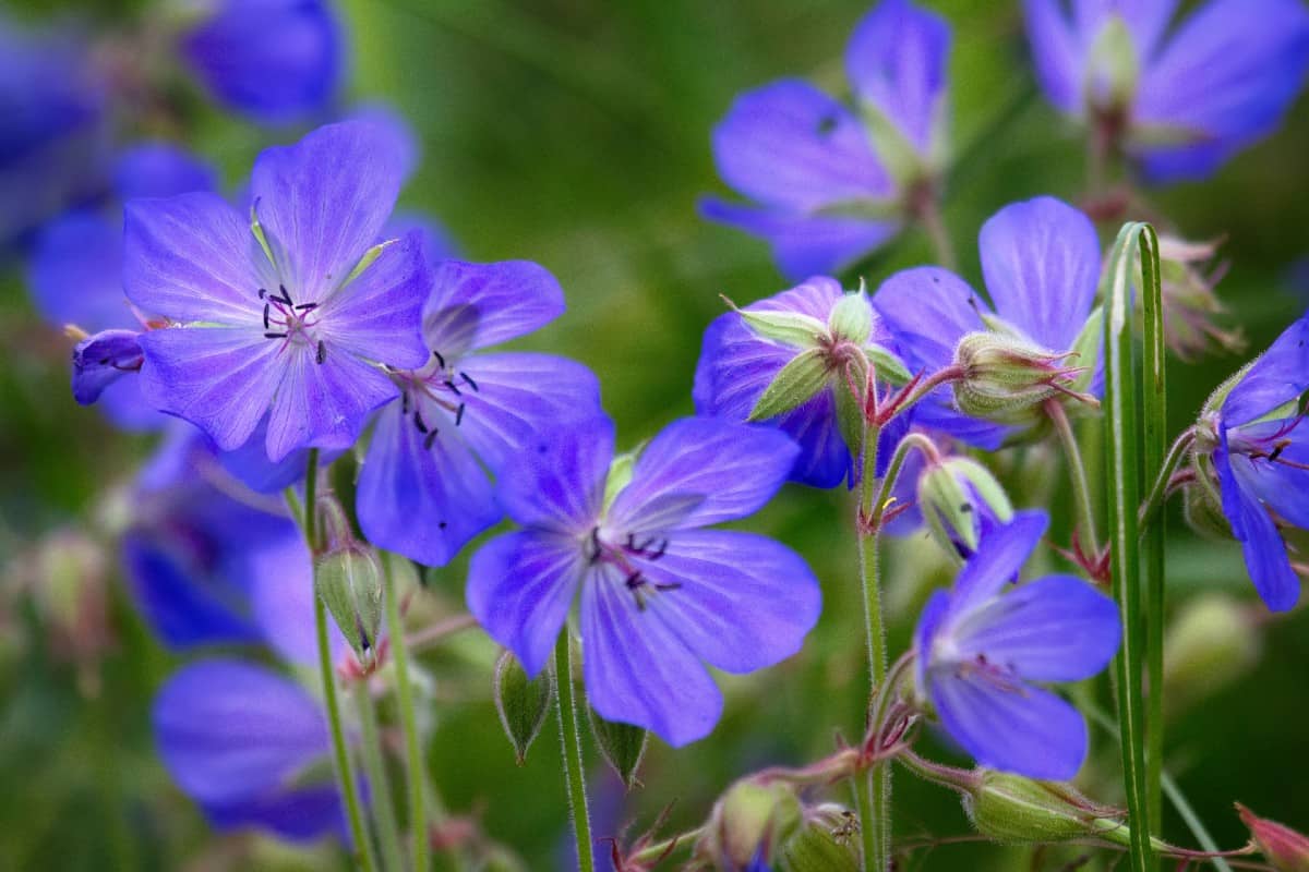 Geraniums are easy to grow but need deadheading to keep the flowers blooming.