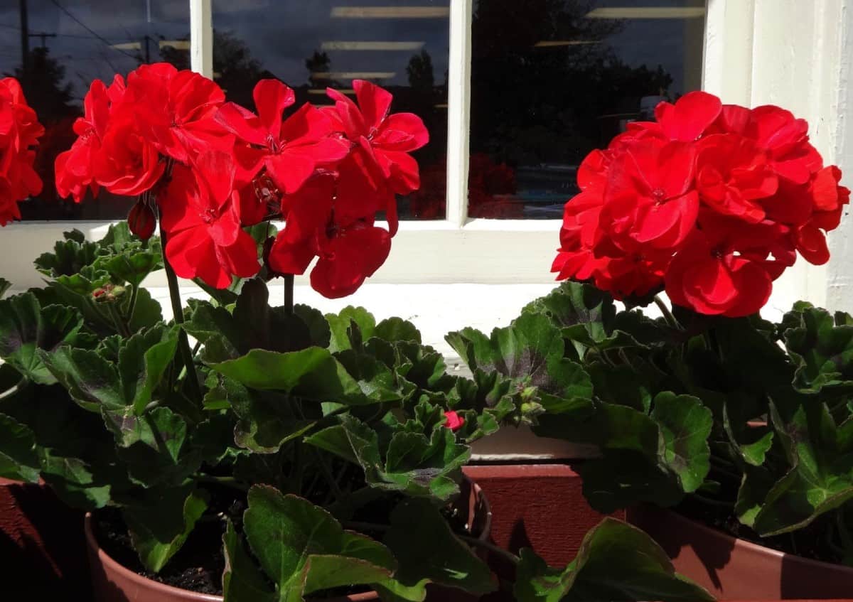 Geraniums are a popular garden flower.