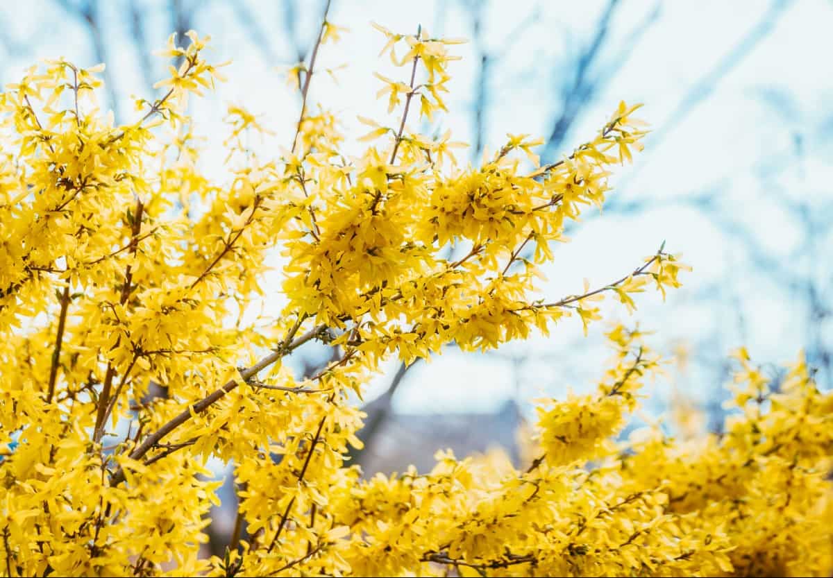 Golden bells sports bright yellow flowers in early spring.