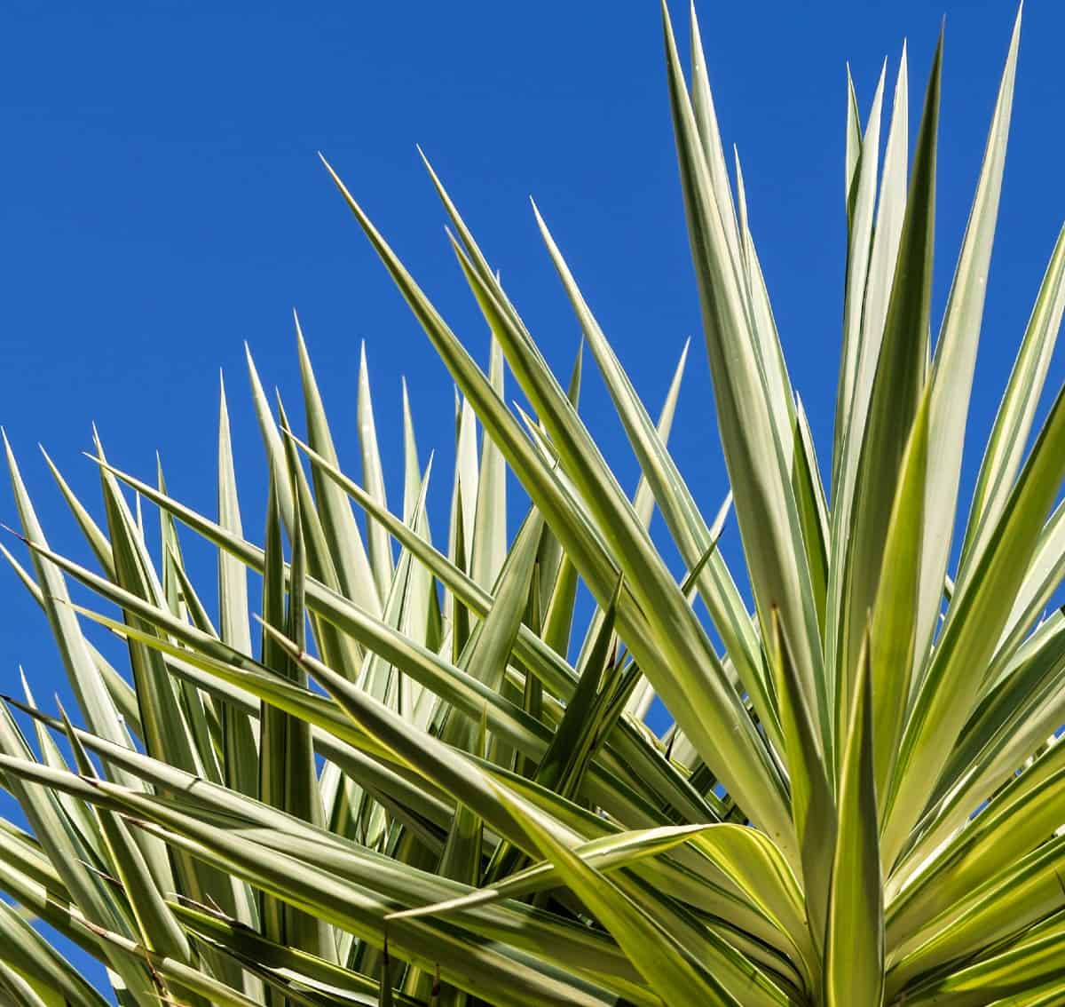 Put your pot of golden sword yucca in the sun for the best results.