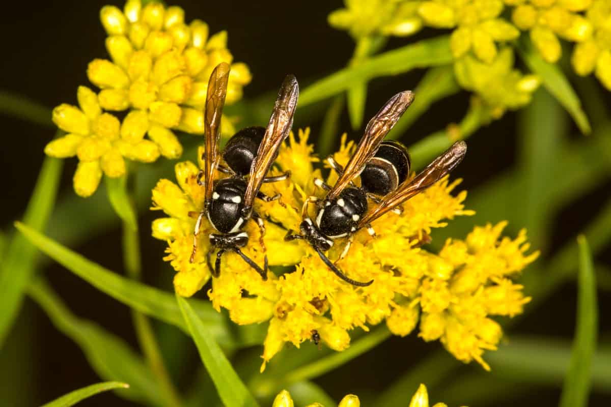 Goldenrod has yellow flower spikes that bees like.